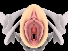 20060824154316-vulva-3d.jpg